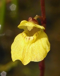 Rare and threatened bog flora of Cantabria